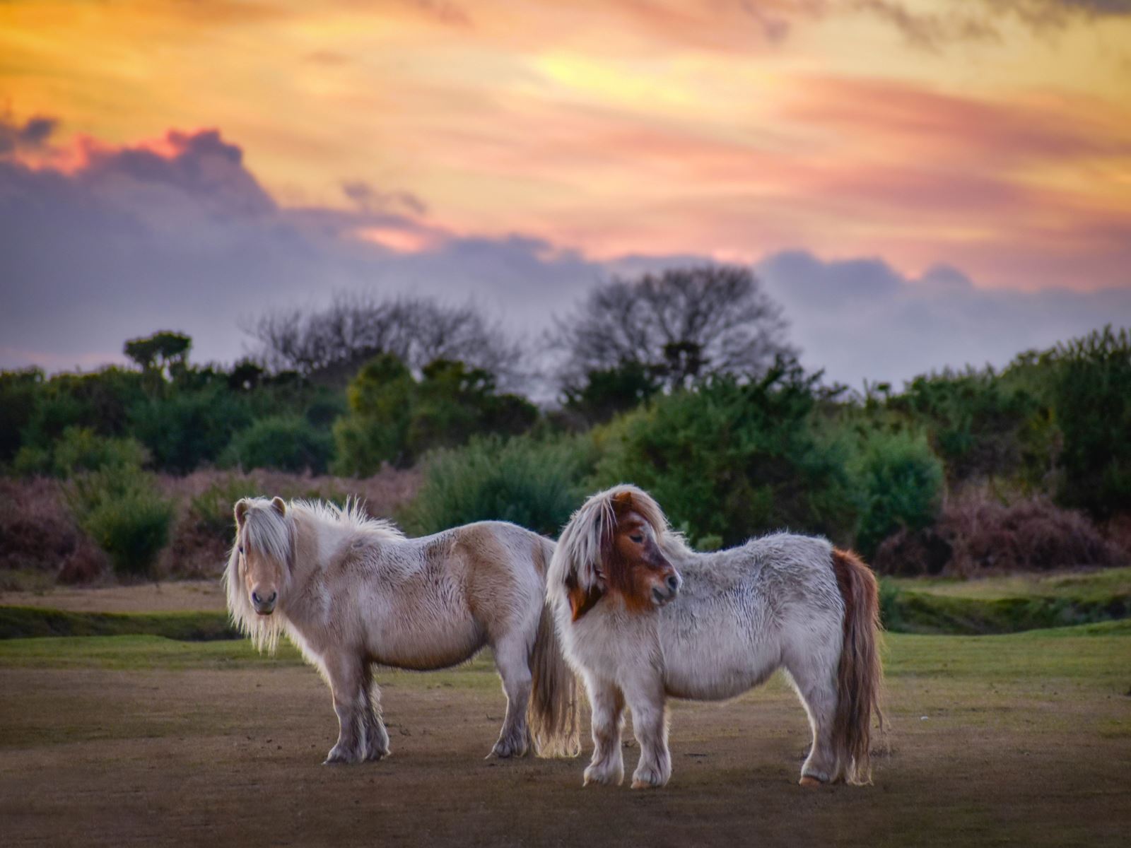 New Forest Ponies in Early Evening Light